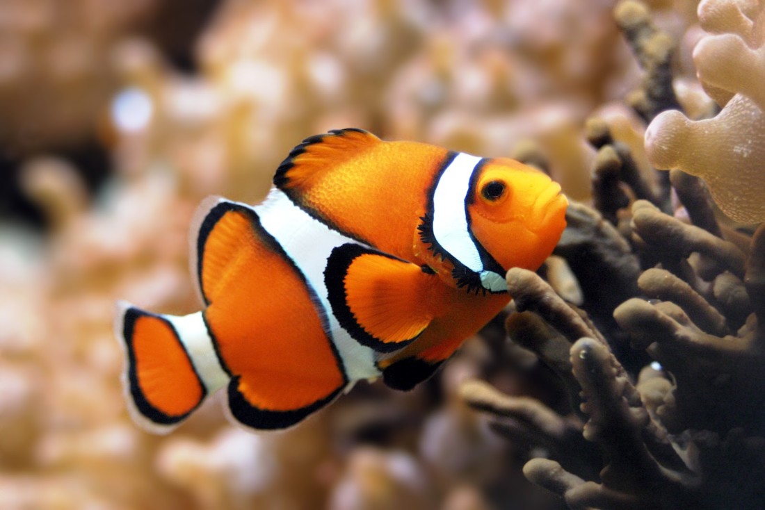 Detail Ikan Badut Dan Anemon Laut Nomer 32