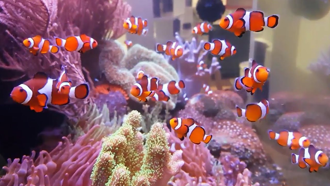 Detail Ikan Badut Dan Anemon Laut Nomer 34
