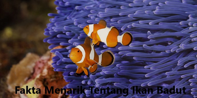 Detail Ikan Badut Dan Anemon Laut Nomer 5