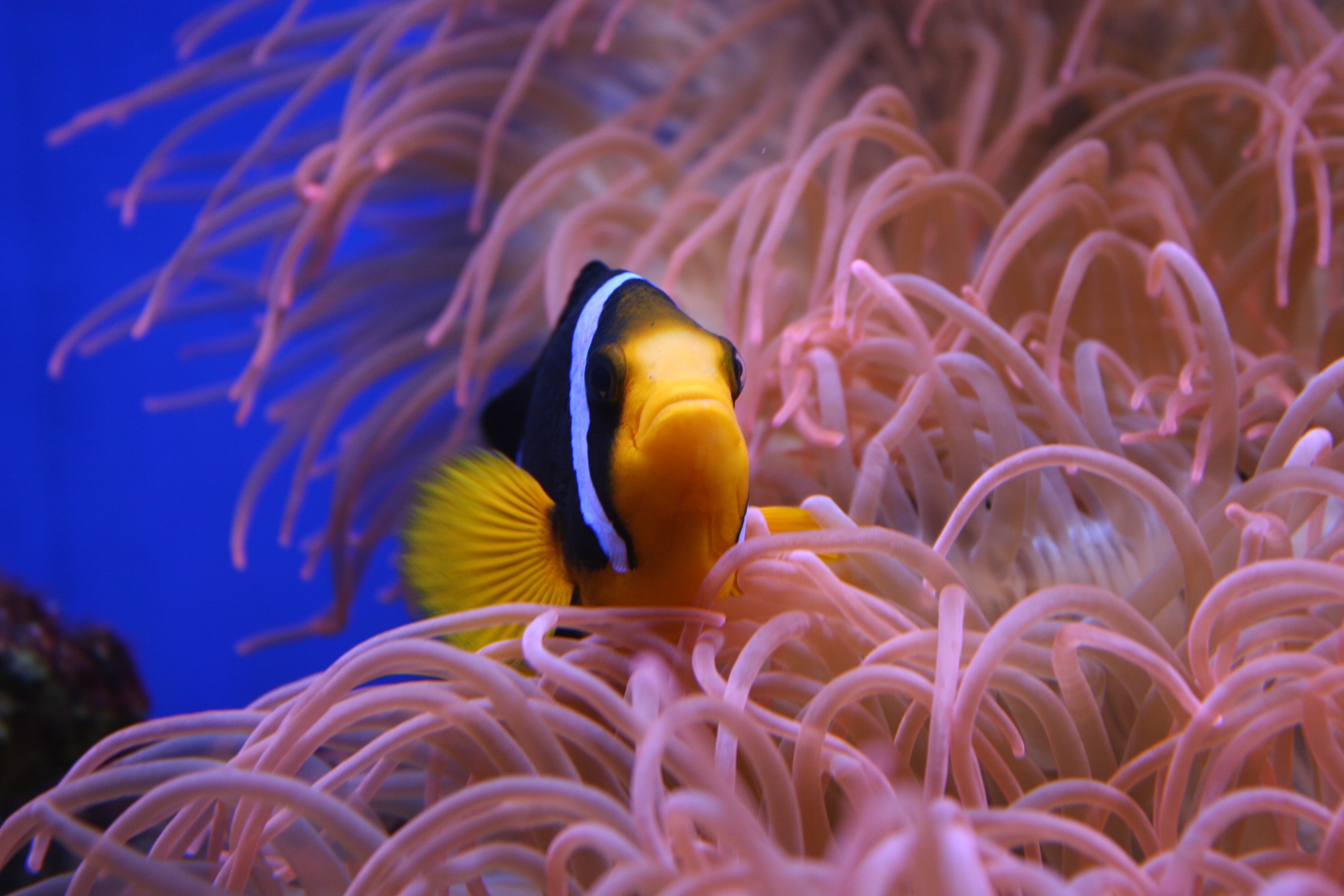 Detail Ikan Badut Dan Anemon Laut Nomer 35