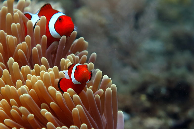 Detail Ikan Badut Dan Anemon Laut Nomer 38