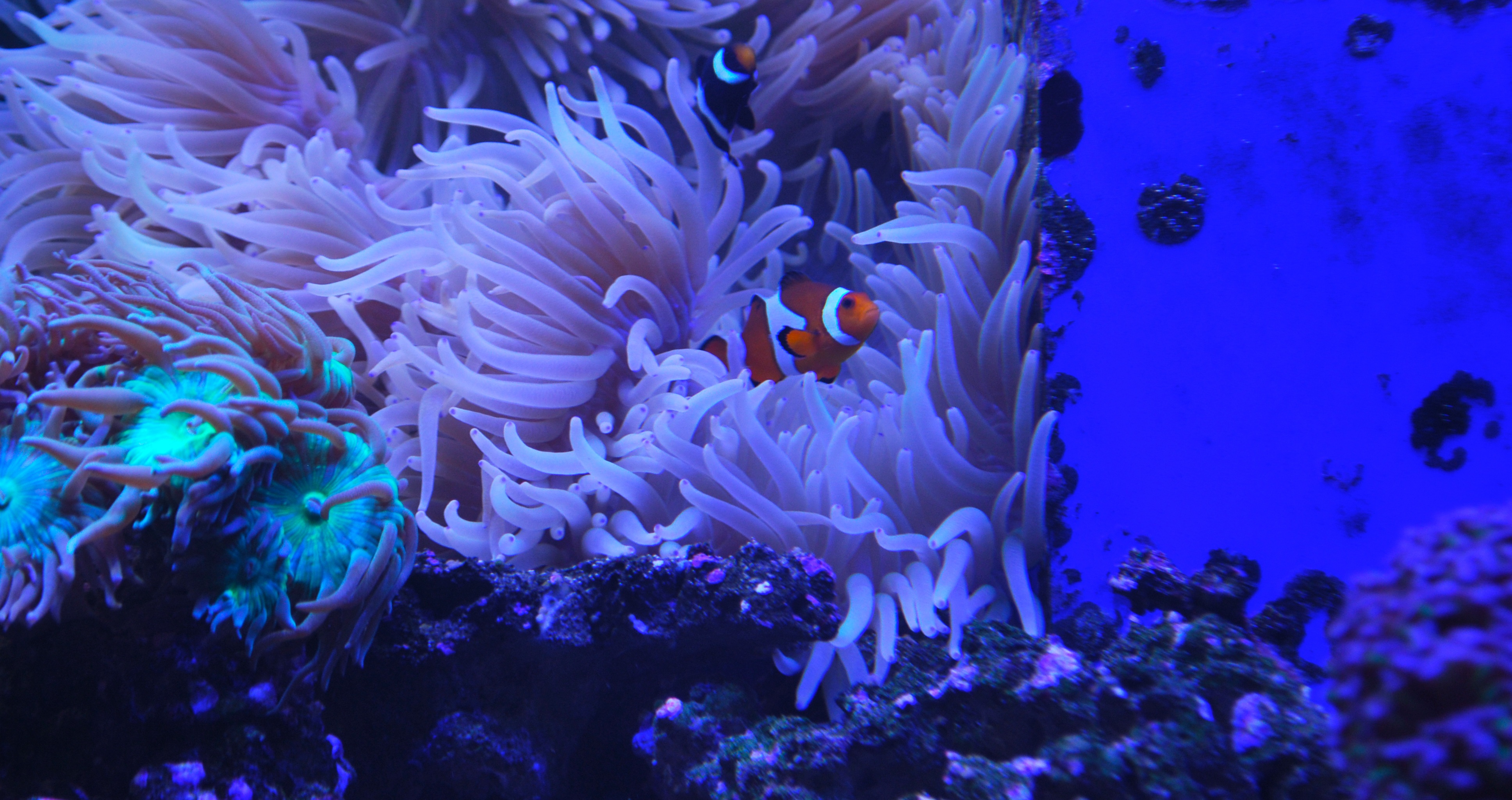 Detail Ikan Badut Dan Anemon Laut Nomer 41