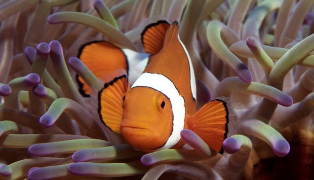 Detail Ikan Badut Dan Anemon Laut Nomer 42
