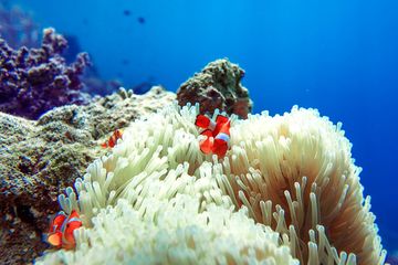 Detail Ikan Badut Dan Anemon Laut Nomer 43