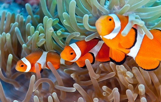 Detail Ikan Badut Dan Anemon Laut Nomer 6