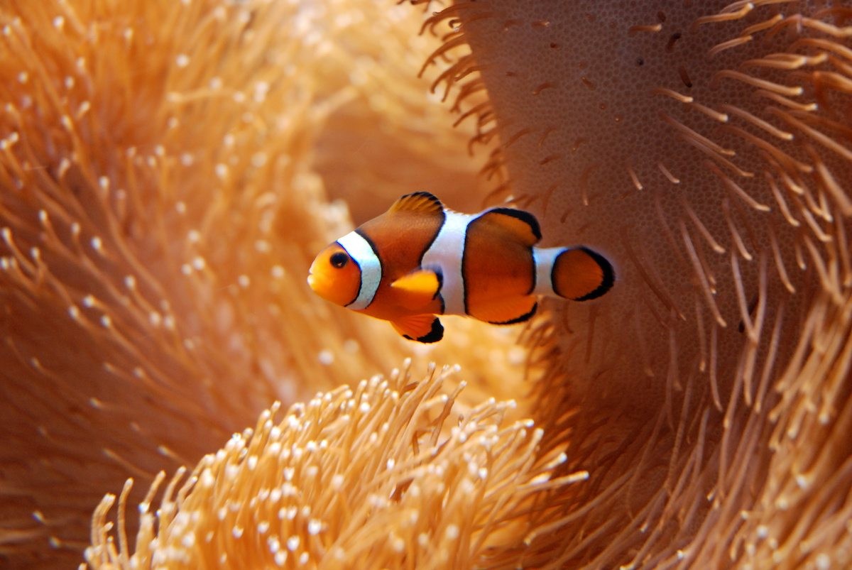 Detail Ikan Badut Dan Anemon Laut Nomer 7