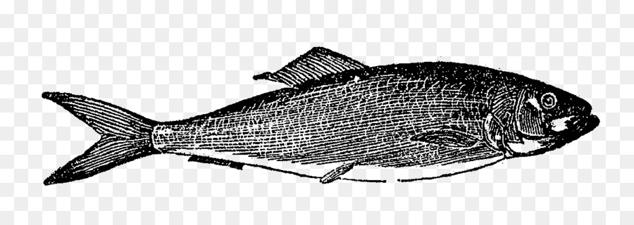 Detail Ikan Bandeng Png Nomer 16