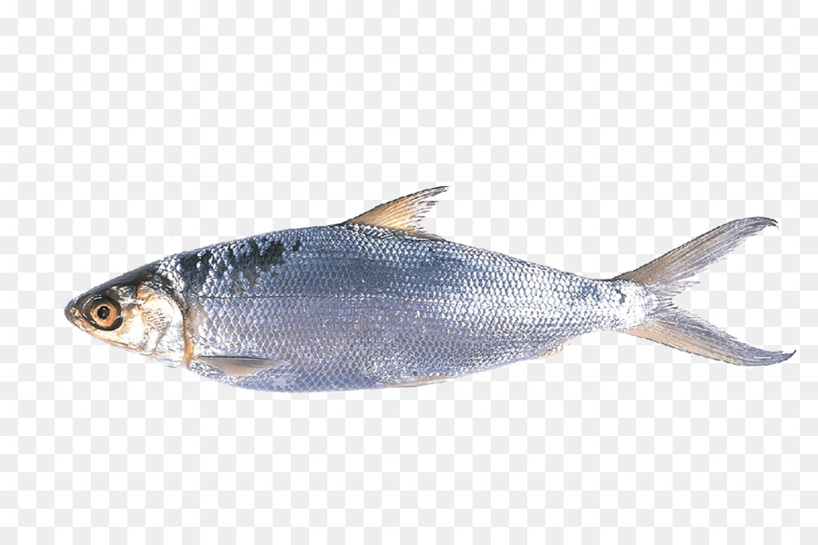 detail-ikan-bandeng-png-koleksi-nomer-4