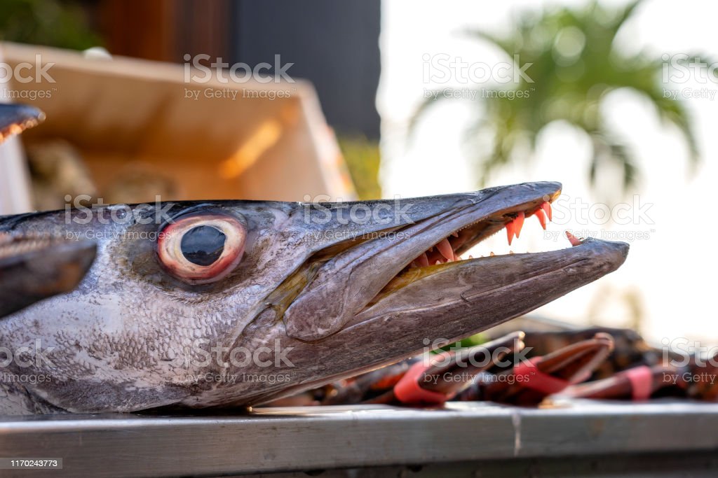 Detail Ikan Barakuda Laut Nomer 17