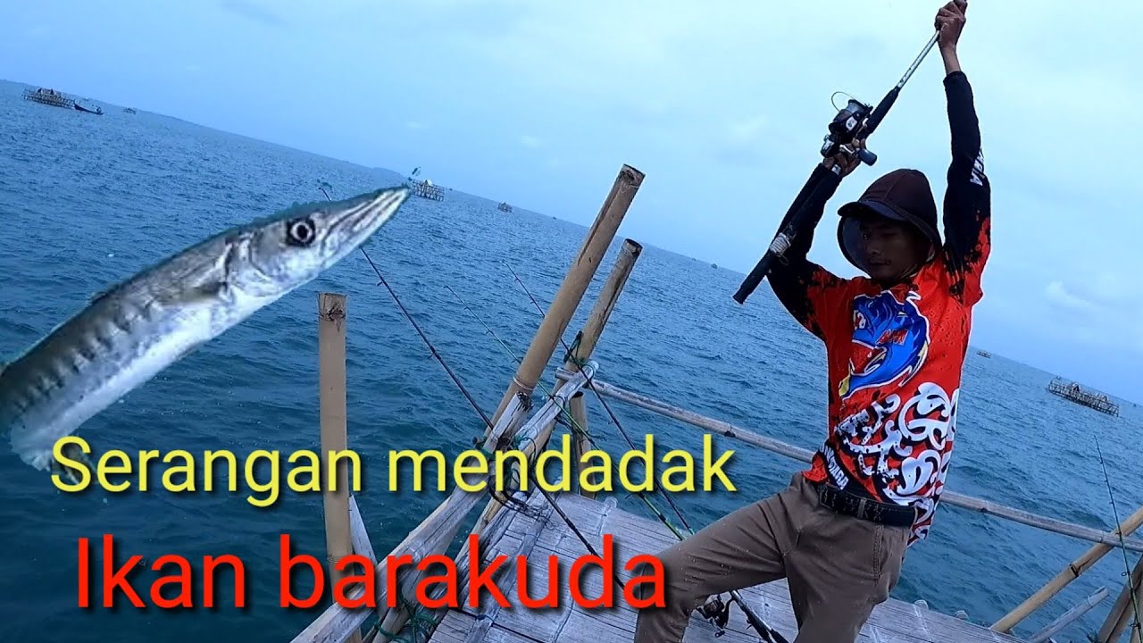 Detail Ikan Barakuda Laut Nomer 26