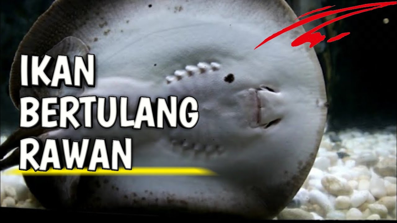 Detail Ikan Bertulang Rawan Nomer 33