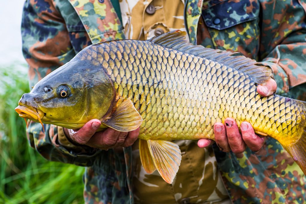 Detail Ikan Besar Besar Nomer 2