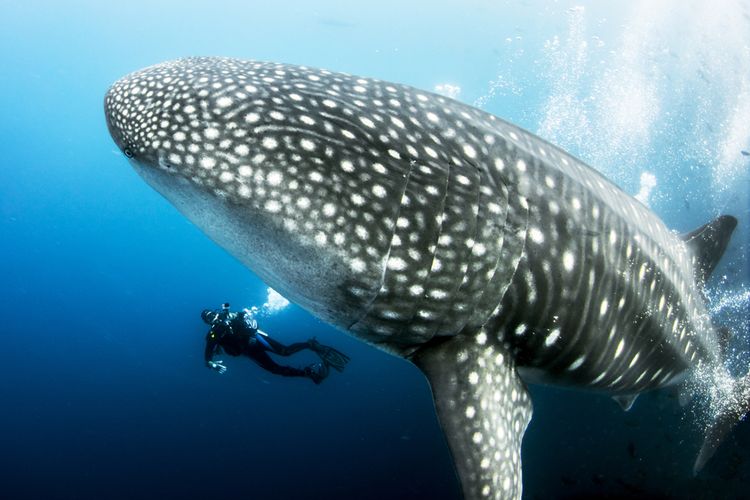 Ikan Besar Di Laut - KibrisPDR