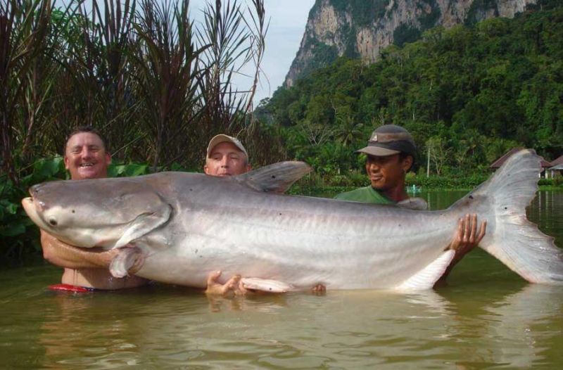 Detail Ikan Besar Di Laut Nomer 31