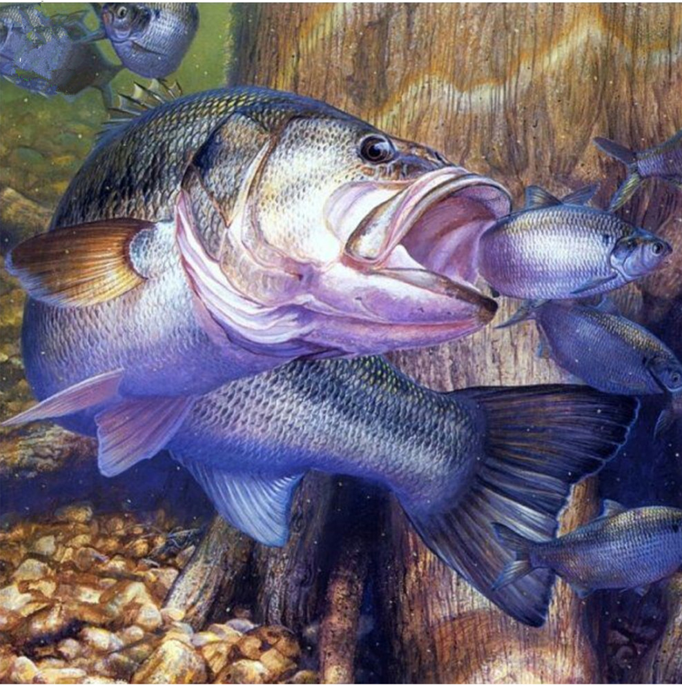 Detail Ikan Besar Makan Ikan Kecil Nomer 15