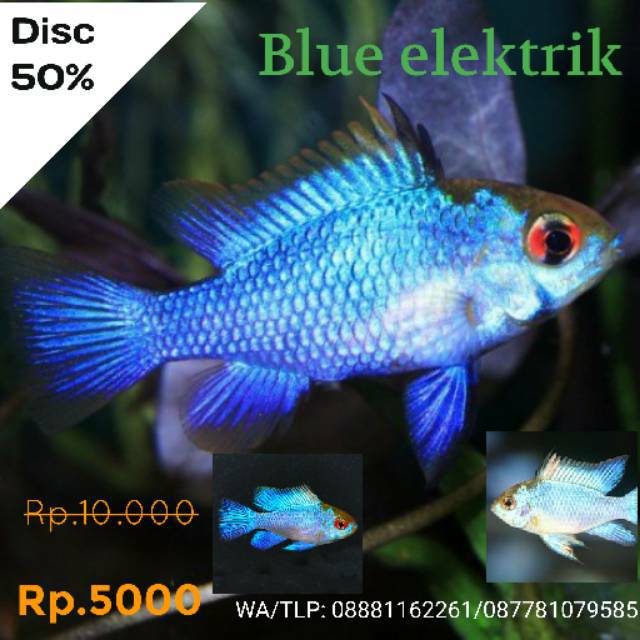 Ikan Biru Air Tawar - KibrisPDR