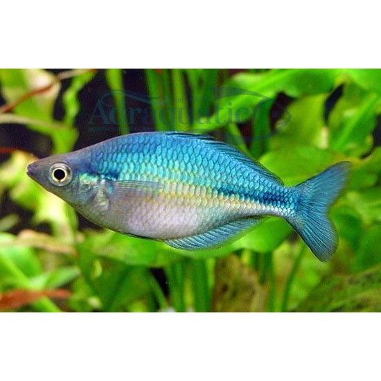 Detail Ikan Biru Air Tawar Nomer 14