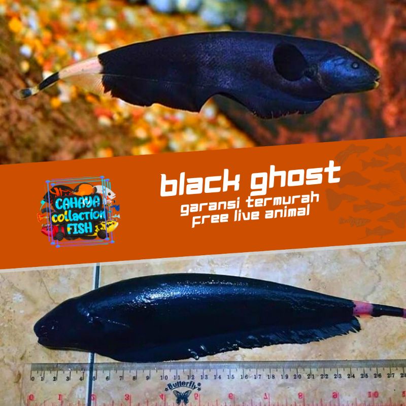 Detail Ikan Black Ghost Mati Nomer 30