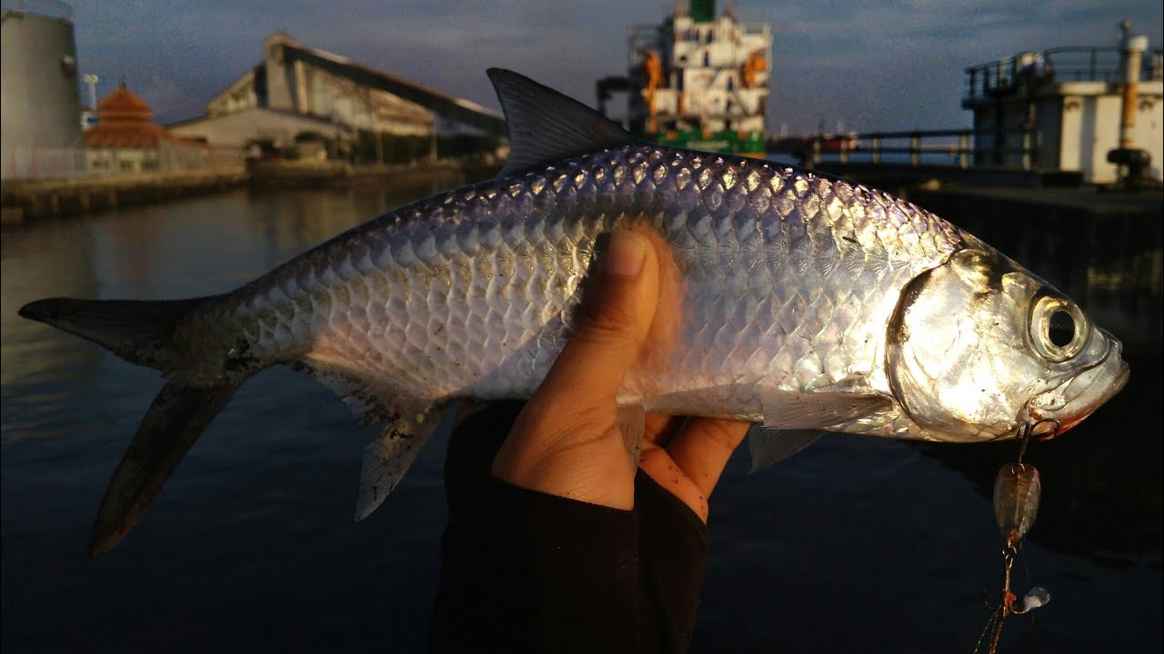 Detail Ikan Bulan Bulan Nomer 3