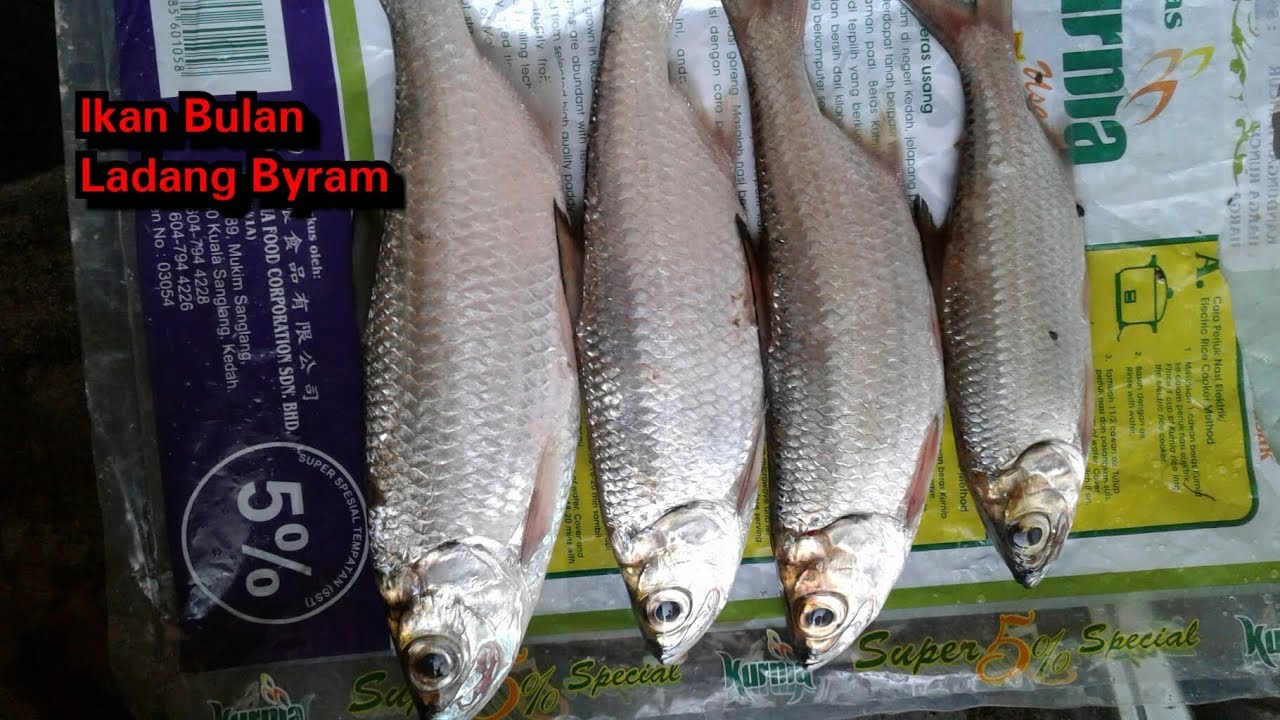 Detail Ikan Bulan Bulan Nomer 20