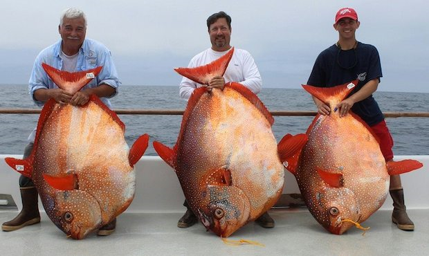 Detail Ikan Bulan Bulan Nomer 30