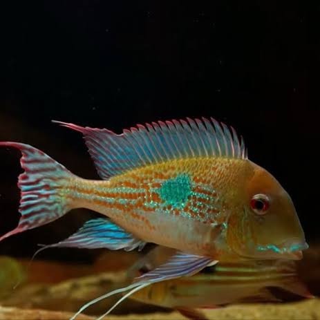 Ikan Cichlid Amerika - KibrisPDR