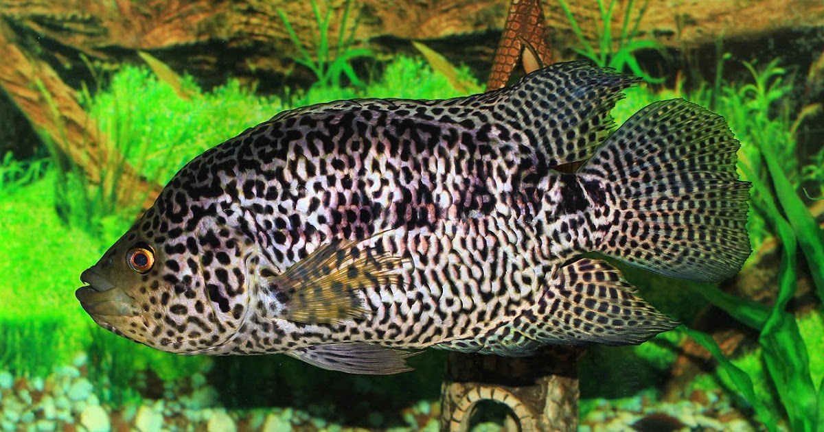 Detail Ikan Cichlid Amerika Nomer 2