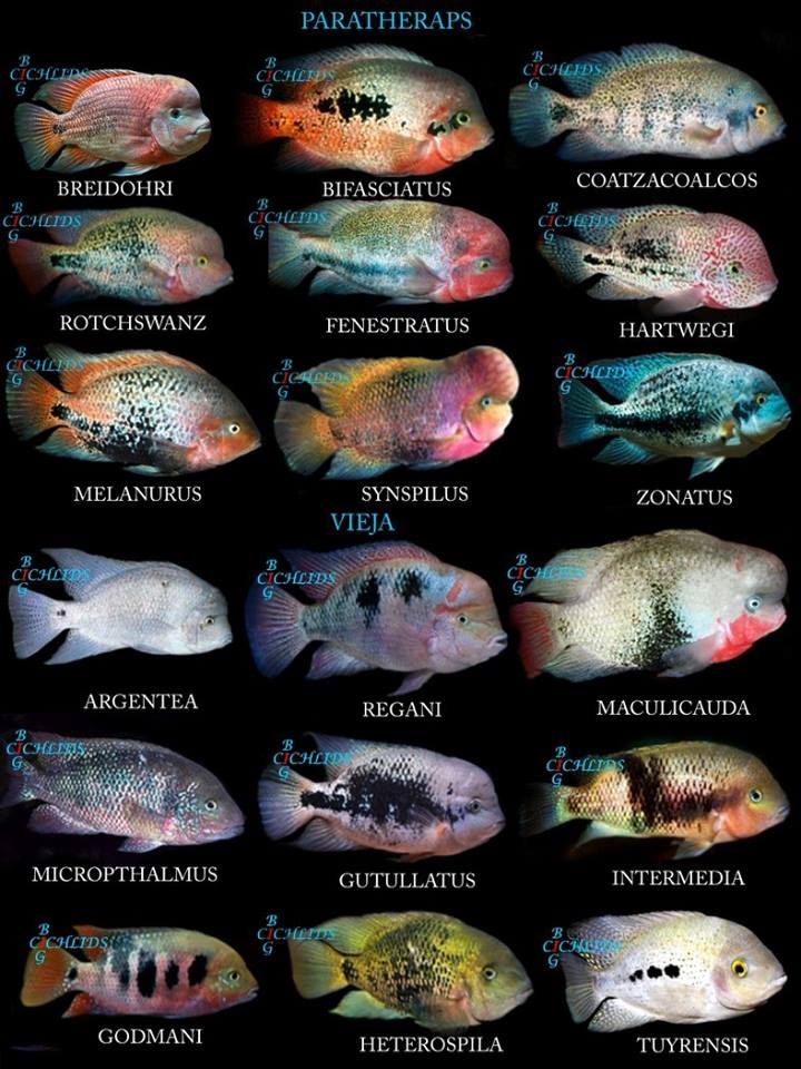 Detail Ikan Cichlid Amerika Nomer 20