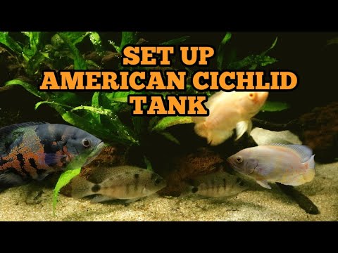 Detail Ikan Cichlid Amerika Nomer 21