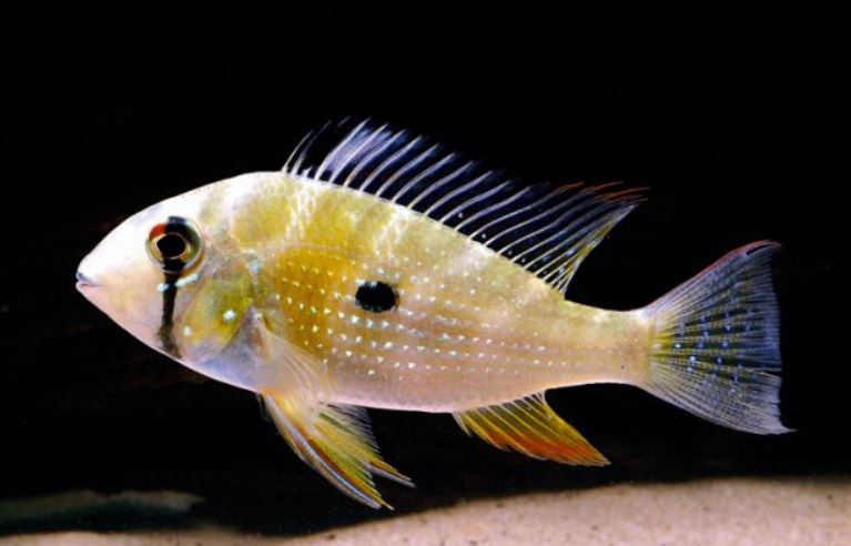 Detail Ikan Cichlid Amerika Nomer 22