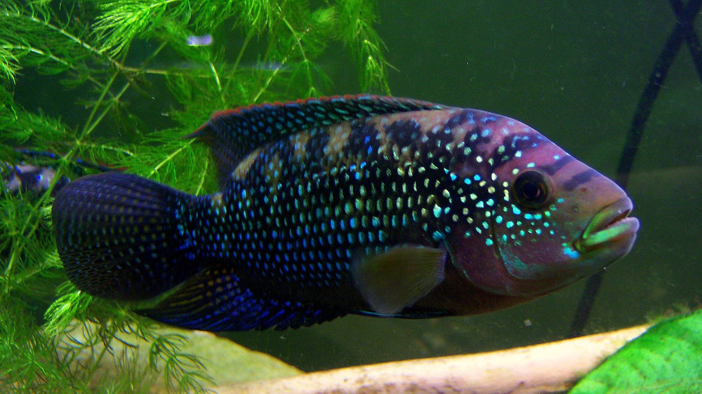 Detail Ikan Cichlid Amerika Nomer 23