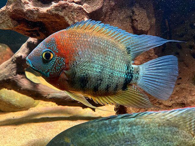 Detail Ikan Cichlid Amerika Nomer 25