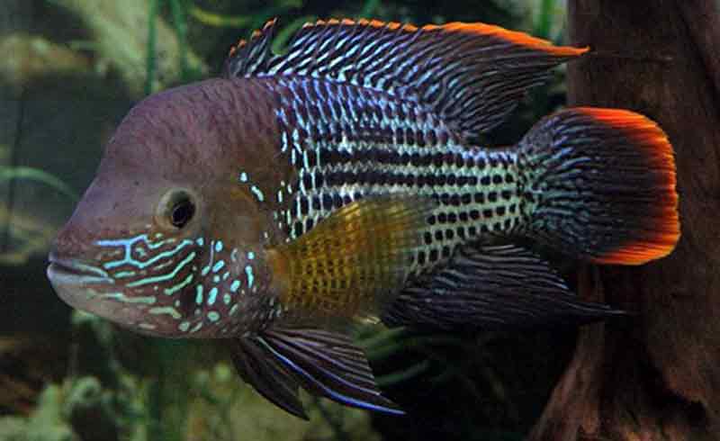 Detail Ikan Cichlid Amerika Nomer 27