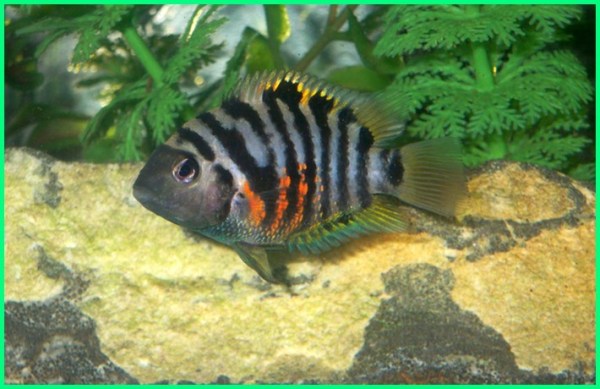 Detail Ikan Cichlid Amerika Nomer 28