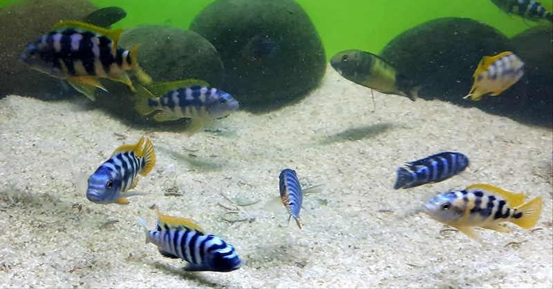 Detail Ikan Cichlid Amerika Nomer 34