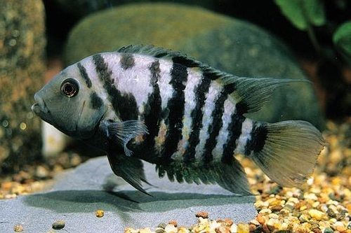 Detail Ikan Cichlid Amerika Nomer 37