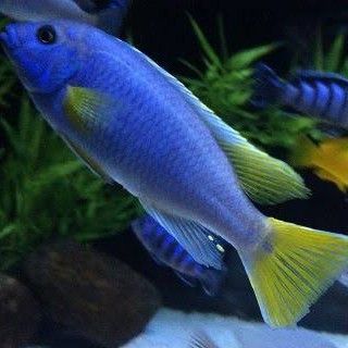 Detail Ikan Cichlid Amerika Nomer 43