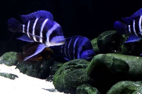 Detail Ikan Cichlid Amerika Nomer 8