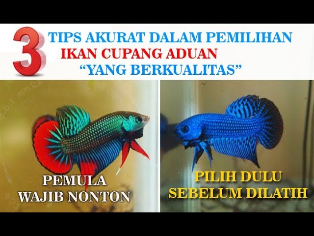 Detail Ikan Cupan Aduan Nomer 13