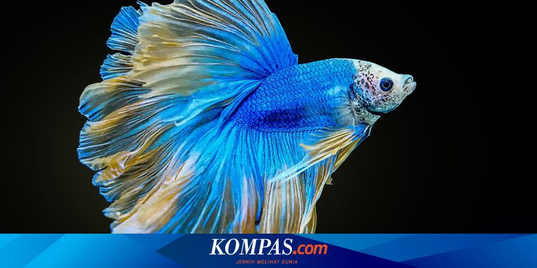 Detail Ikan Cupang Hd Nomer 38