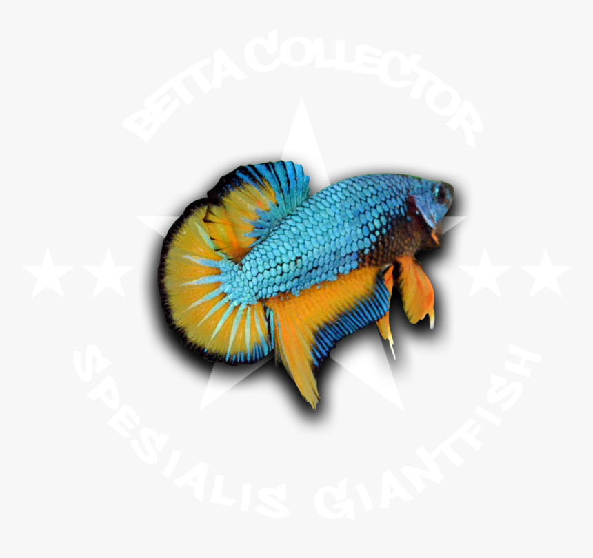 Detail Ikan Cupang Png Nomer 6