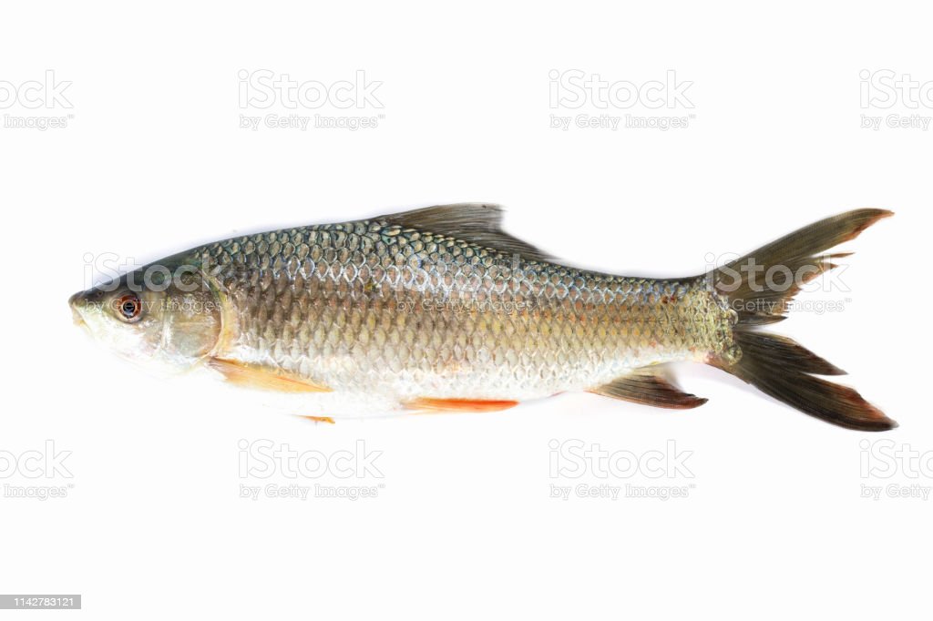 Detail Ikan Daging Putih Nomer 27