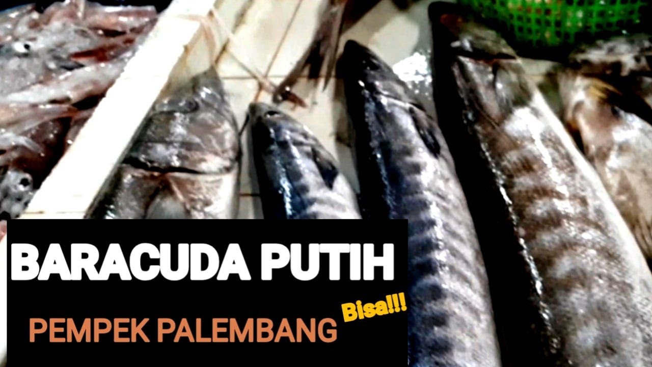 Detail Ikan Daging Putih Nomer 43