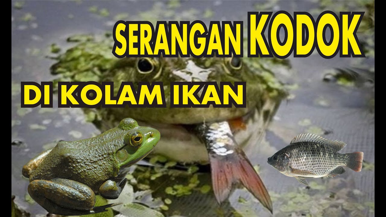 Detail Ikan Dan Katak Nomer 24