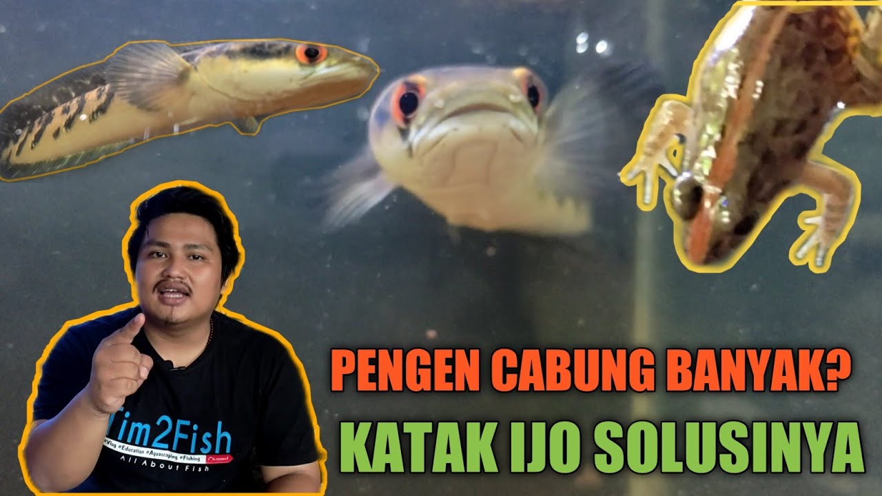 Detail Ikan Dan Katak Nomer 41