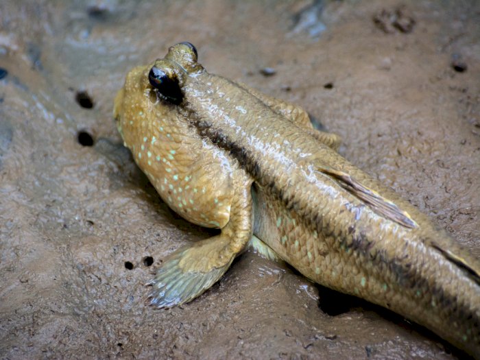 Detail Ikan Dan Katak Nomer 8