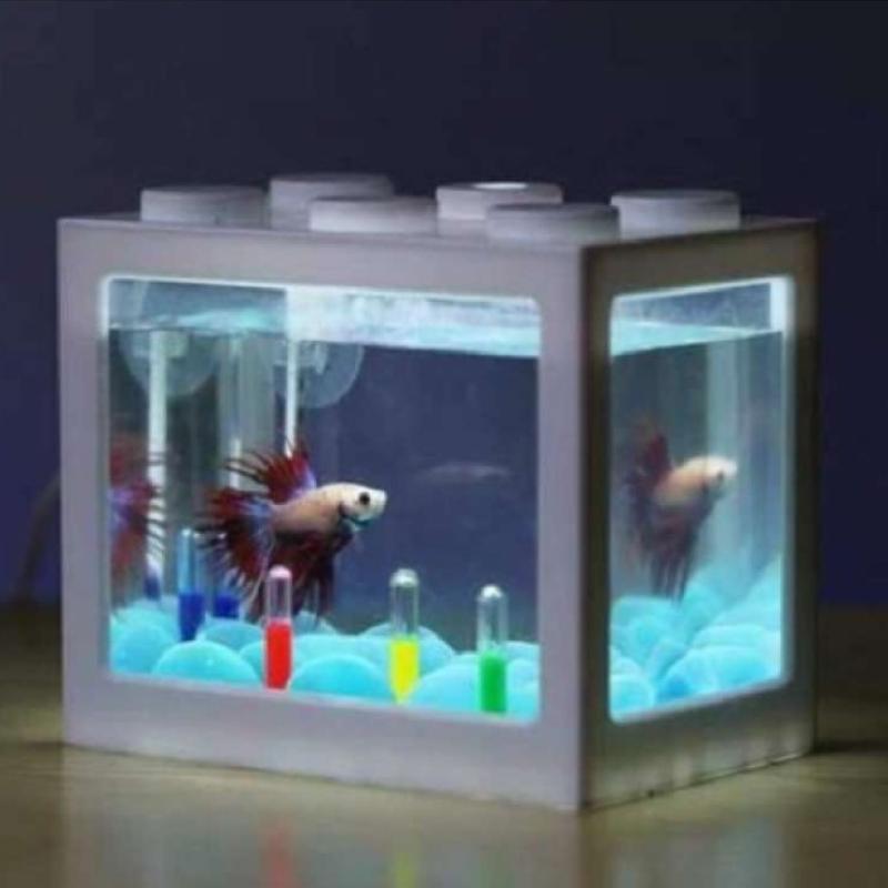 Detail Ikan Di Akuarium Kecil Nomer 42
