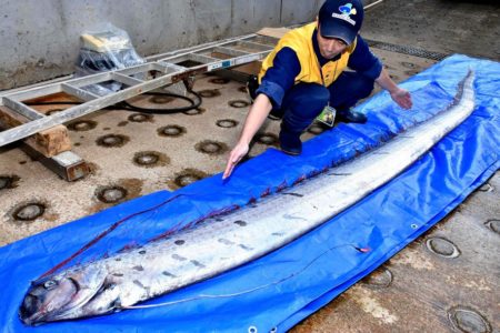 Detail Ikan Di Dalam Laut Nomer 38