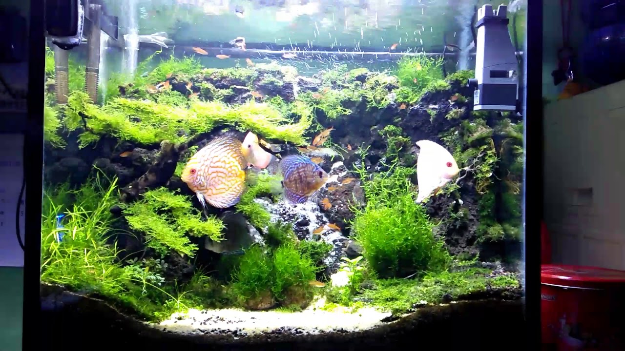 Ikan Discus Aquascape - KibrisPDR