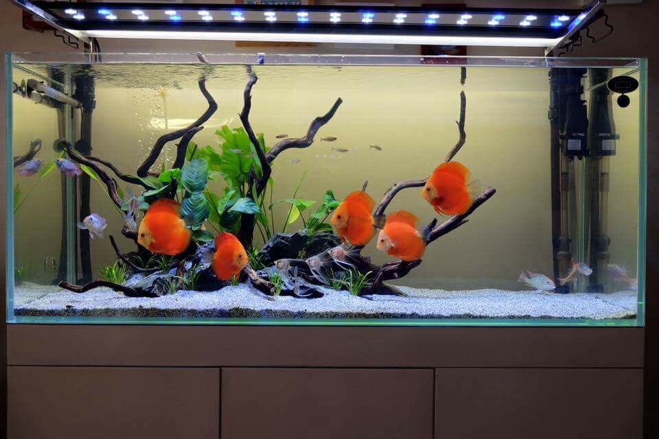 Detail Ikan Discus Aquascape Nomer 10